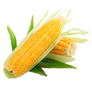 Two corn on the cob with green leaves on a white background.