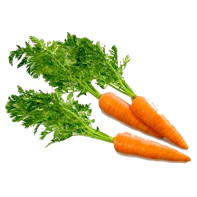 Three carrots with green stems on a white background