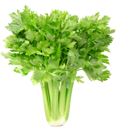 A bunch of celery with green leaves on a white background.