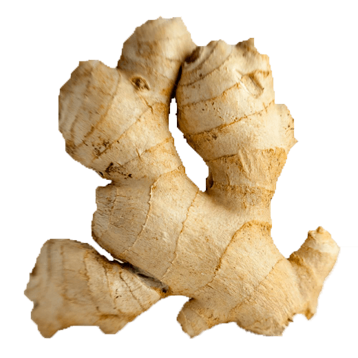 A close up of a ginger root on a white background