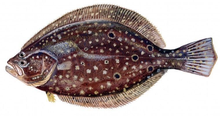 Flounder