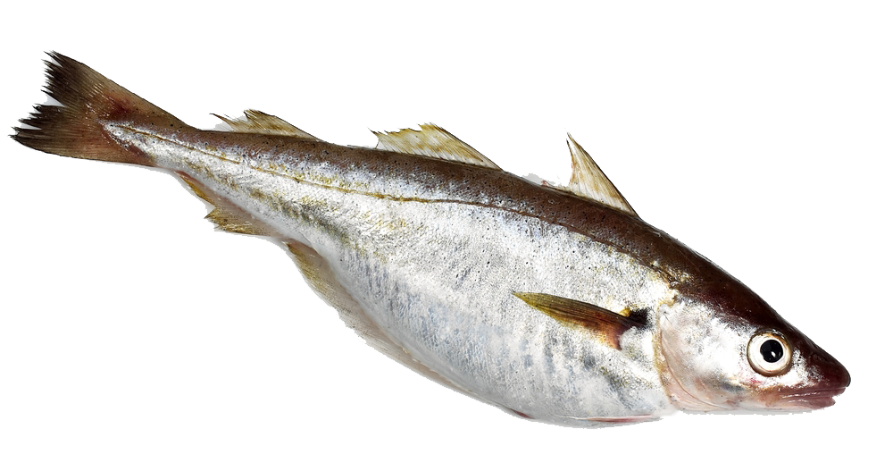 Whiting