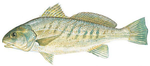 Croaker
