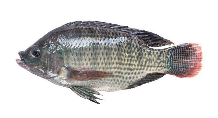 Tilapia
