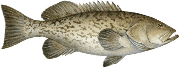 Grouper