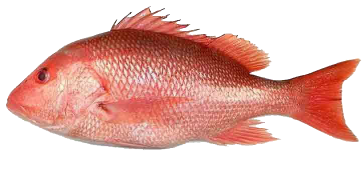 Red or Lane Snapper