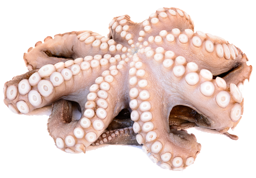 A close up of an octopus on a white background.