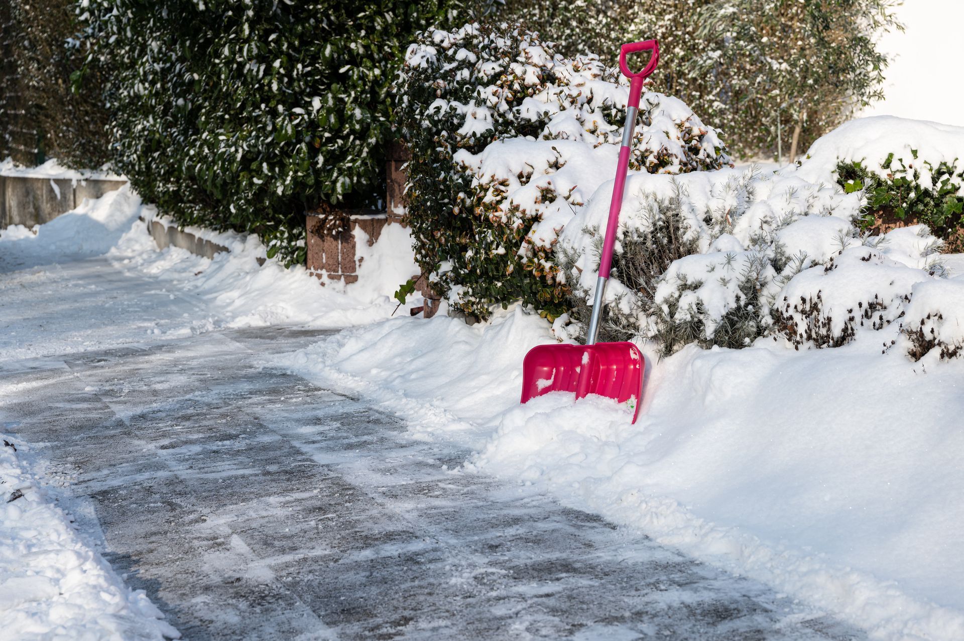Snow-covered walkway with a pink shovel stuck in the snow, next to snow-covered bushes.