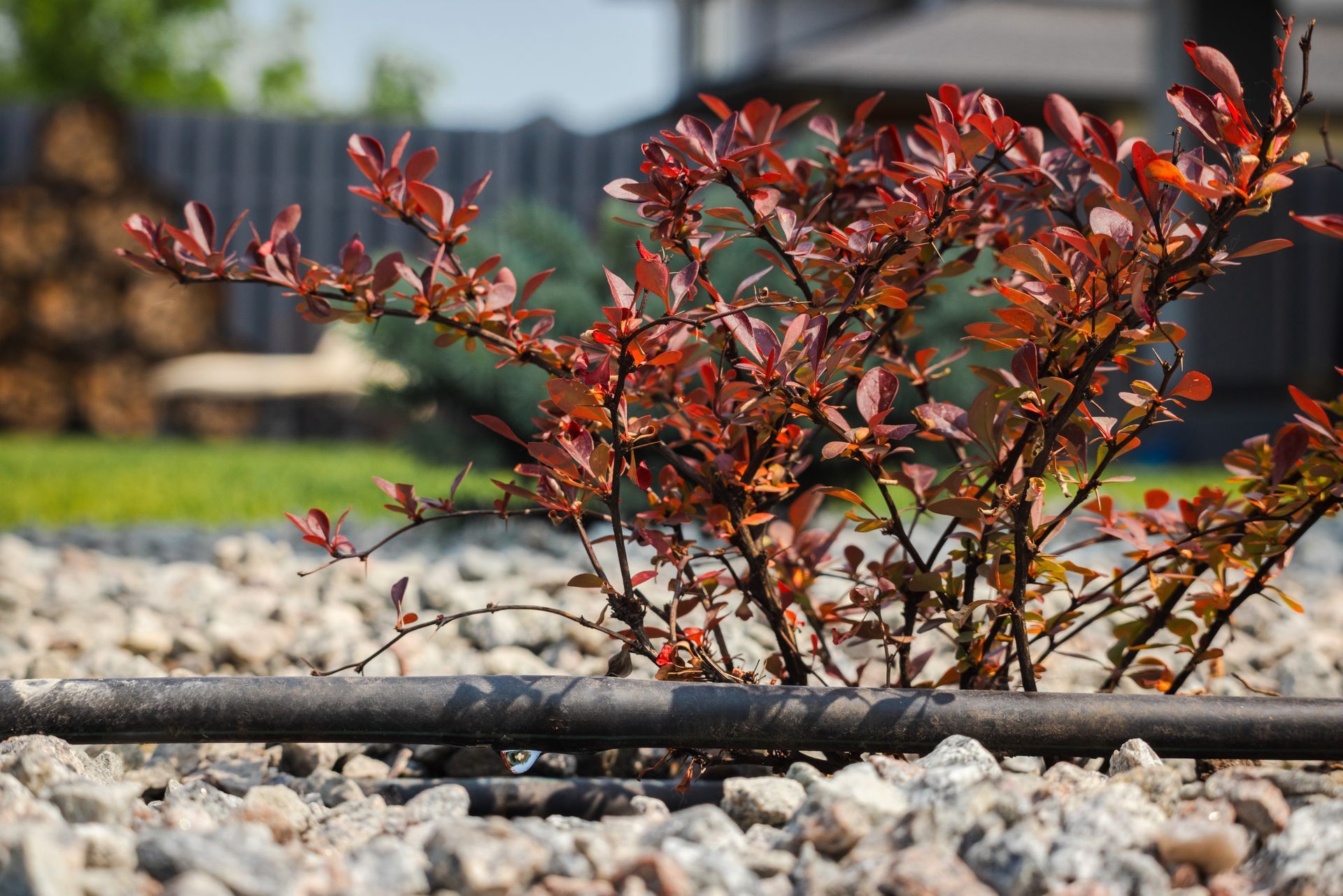 A small barberry shrub with red leaves grows in a rocky garden bed next to a black irrigation pipe.