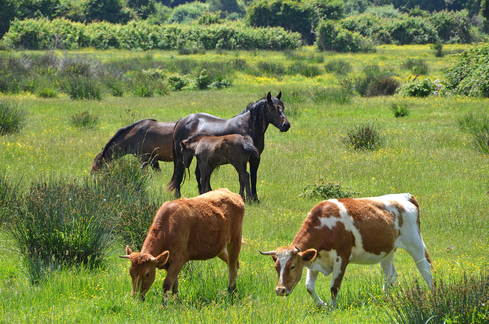 Snohomish County Cows and horses  in pasture