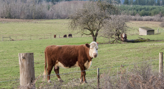 Cow in Island County