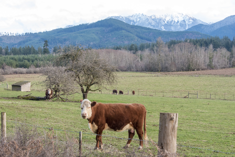 Snohomish County Cow in pasture