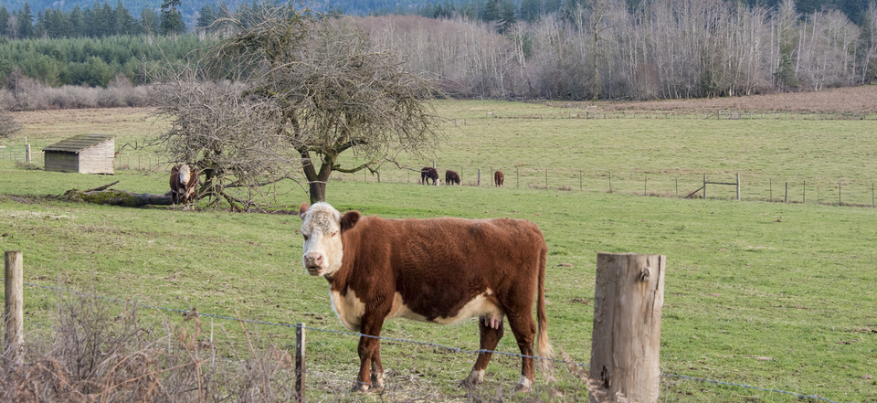 Skagit County Cow