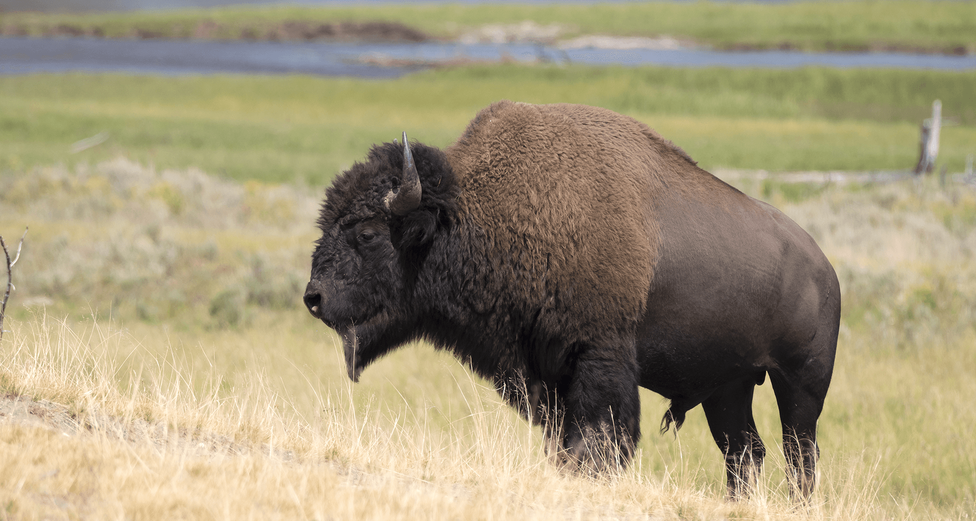 Whidbey Island Buffalo