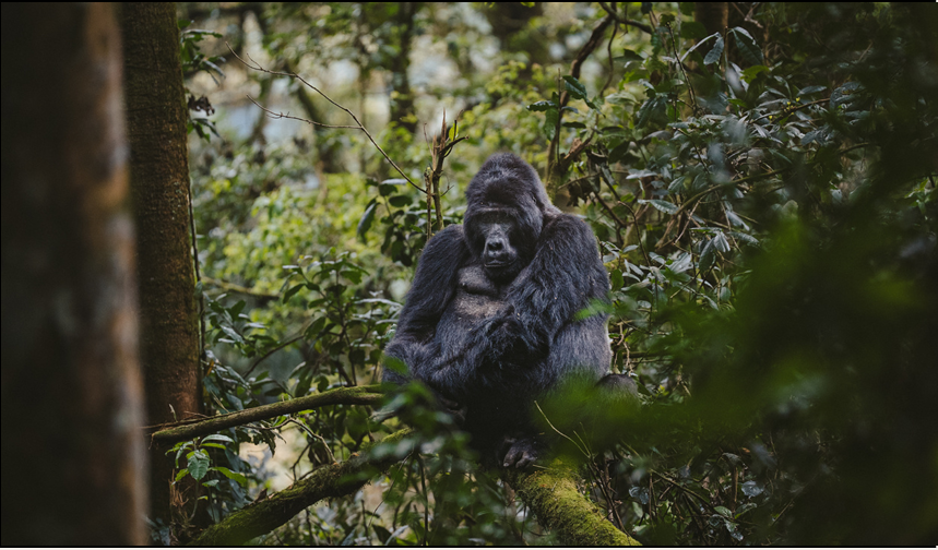 Silverback gorilla sitting on a tree branch in a lush, green forest.