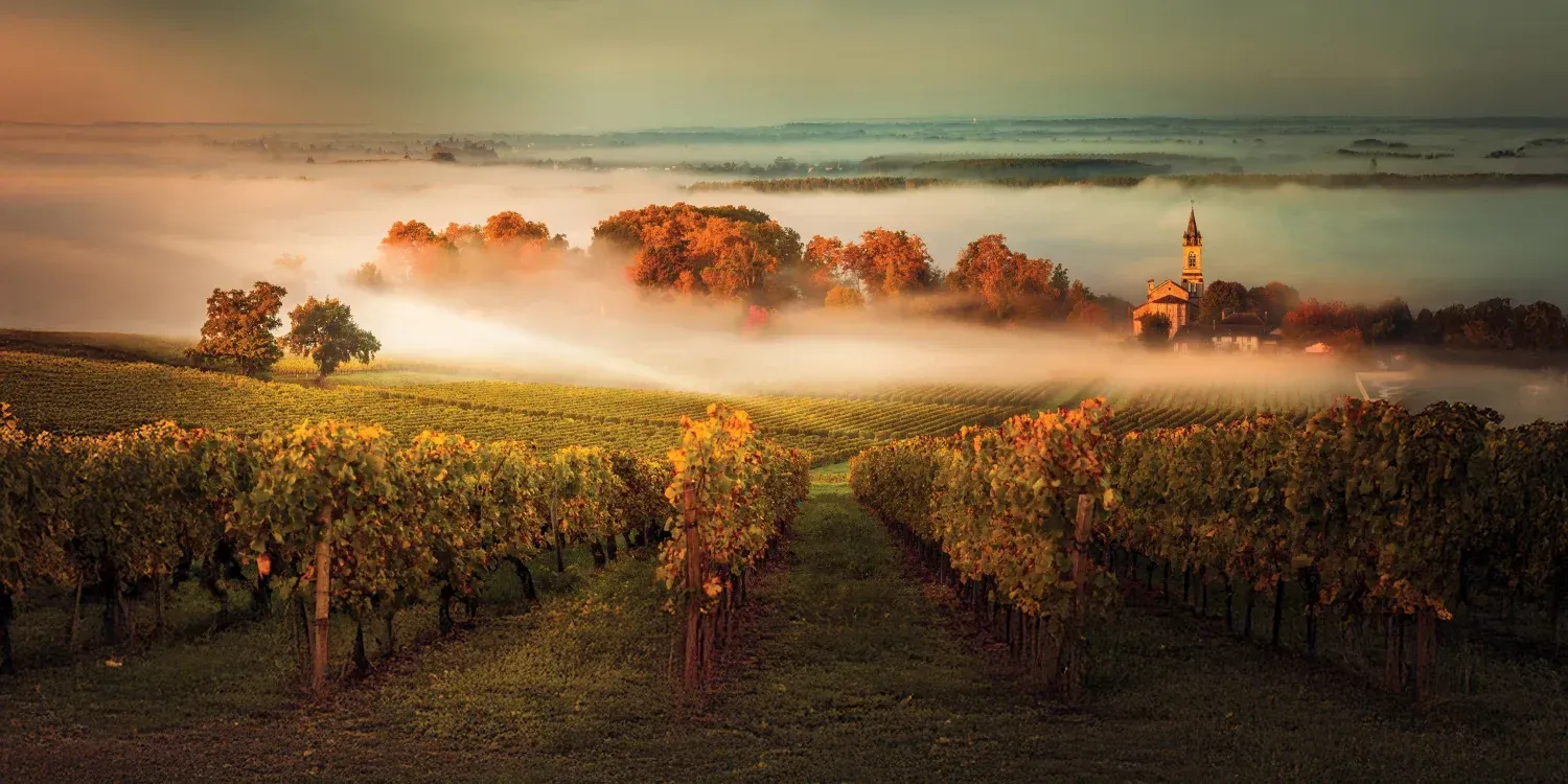 Sunrise over foggy vineyards with warm light and distant trees in autumn colors