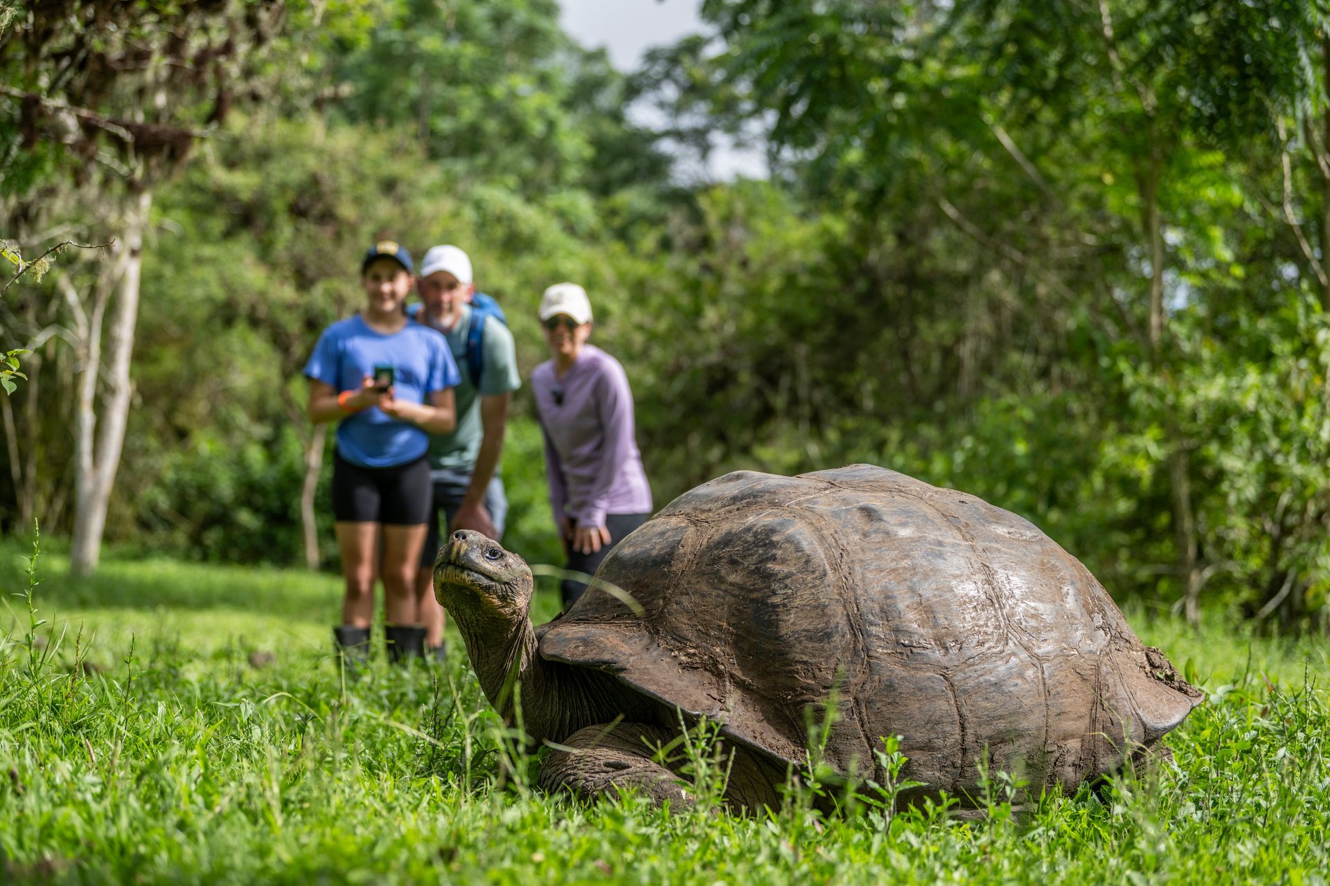 People observing a large Galapagos tortoise grazing in a grassy field. Green trees in the background.