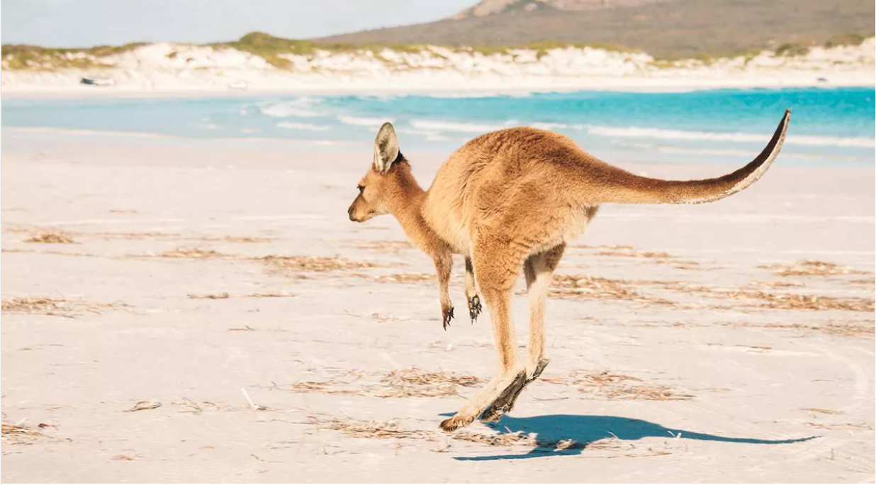 A lone kangaroo hops across a sunny waterfront.