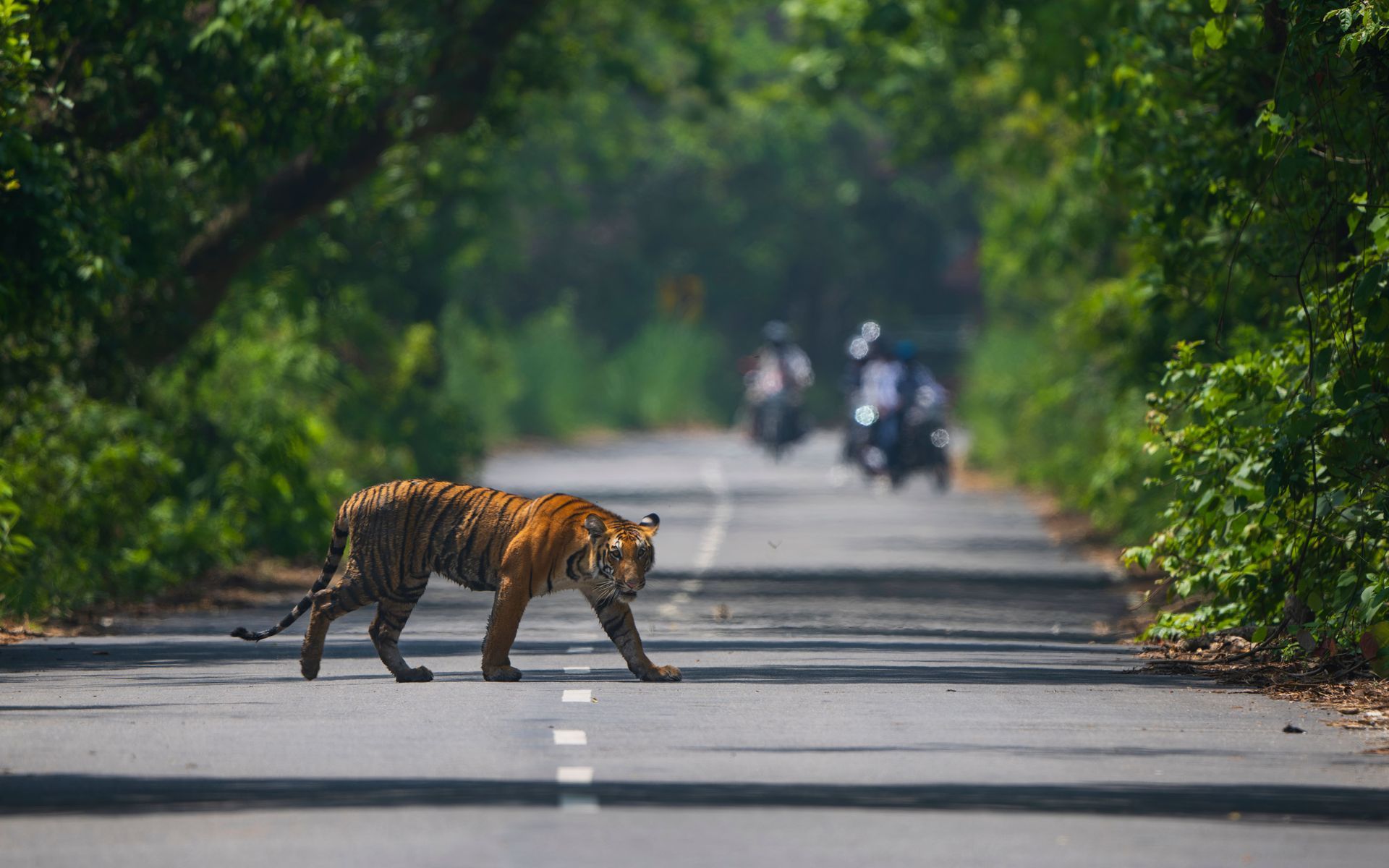 Tiger crossing a forest road with blurred motorbikes in the distance