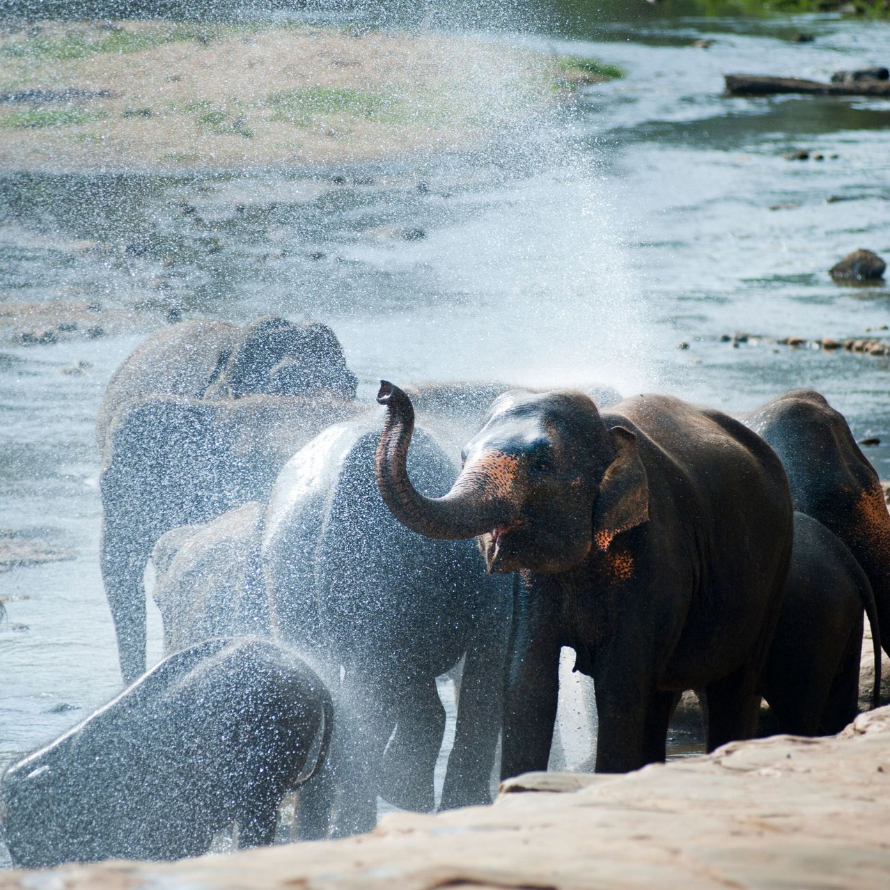 Elephants bathing in a river, sprayed with water near the shore.