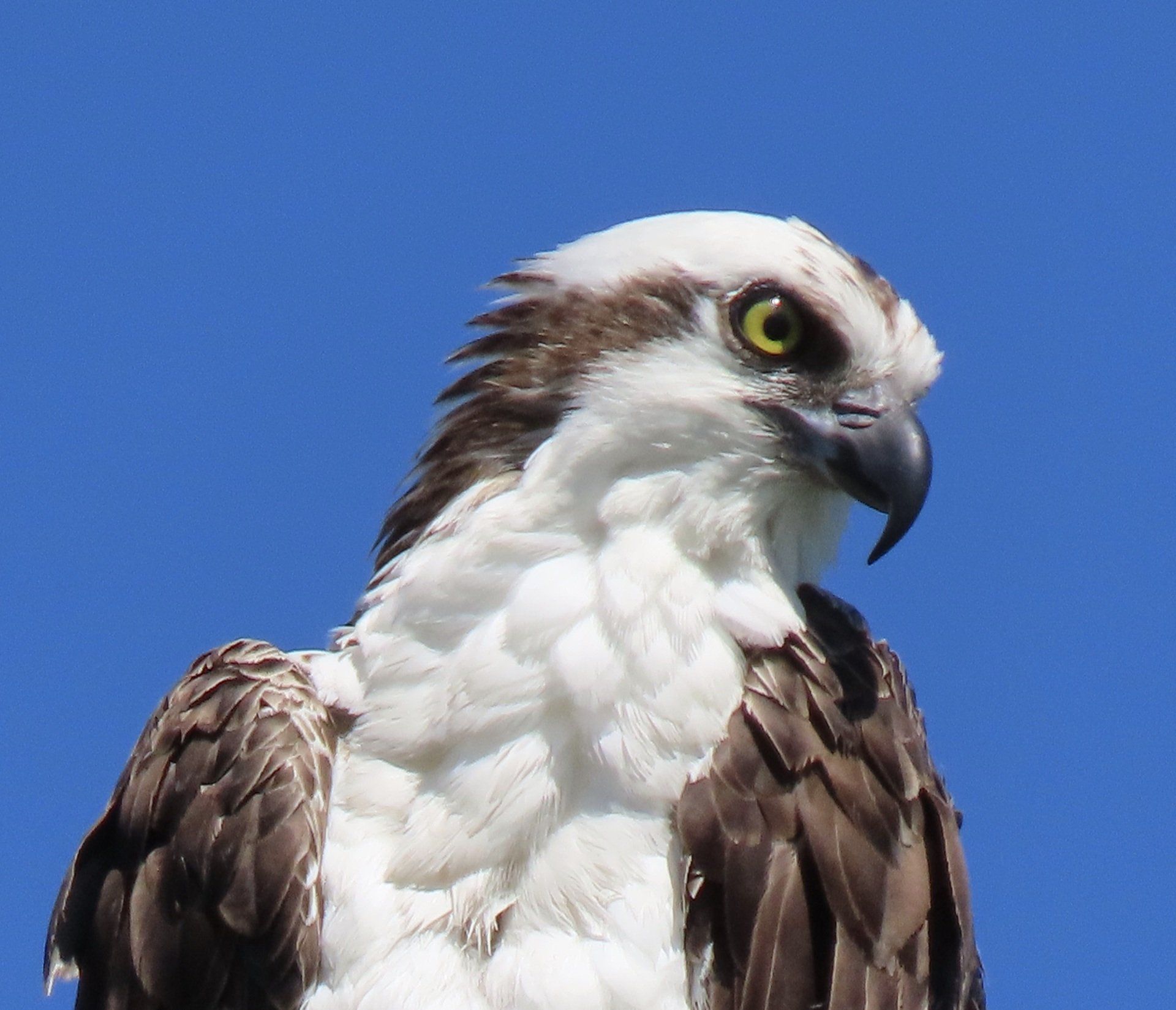 Osprey with white head and chest, brown back, yellow eyes, and curved beak against a blue sky.