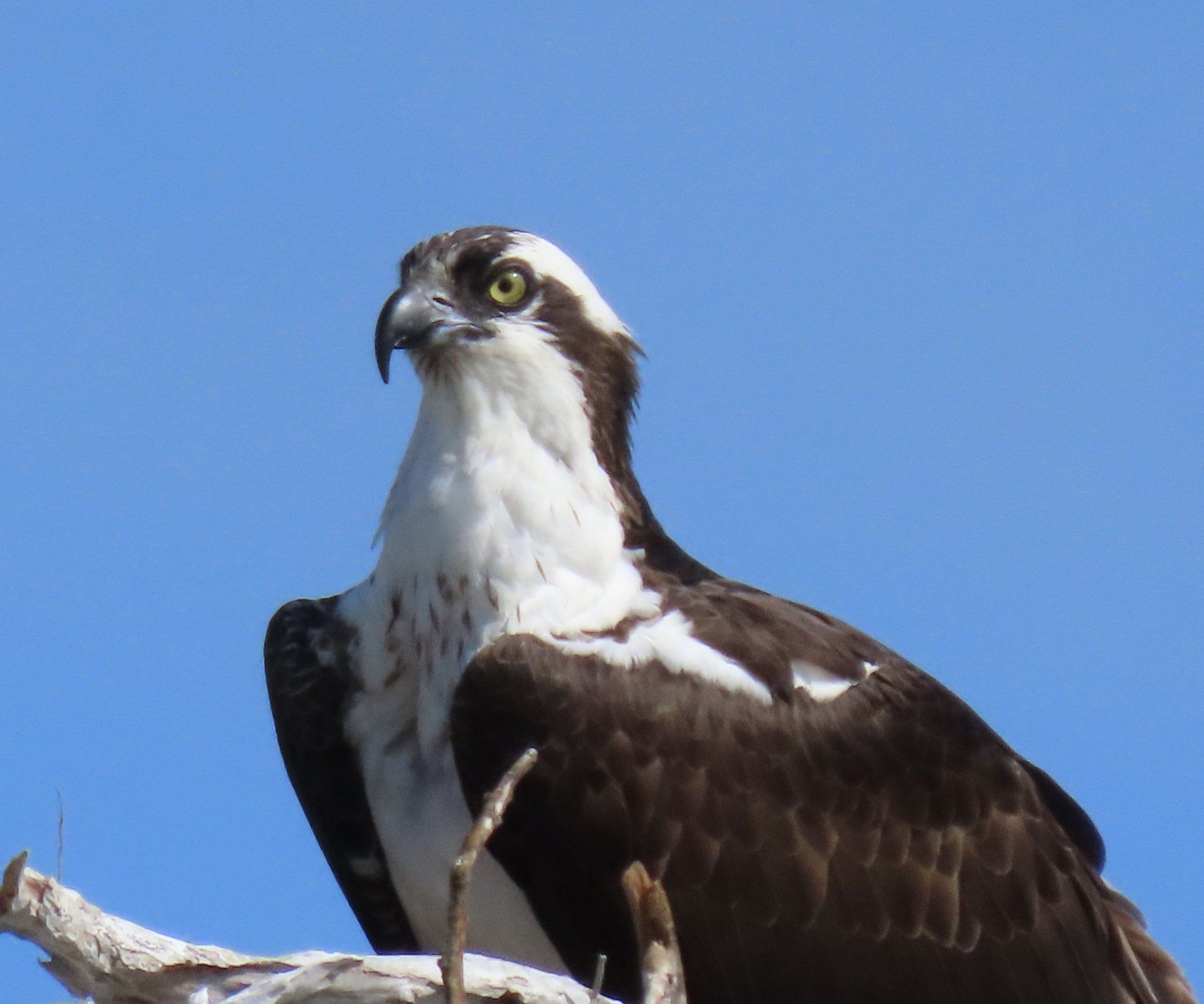 Osprey with white chest and head, perched on a branch against a clear blue sky.