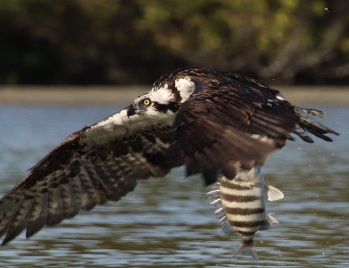 Osprey in flight, catching a striped fish over water. Black and white plumage, yellow eye.