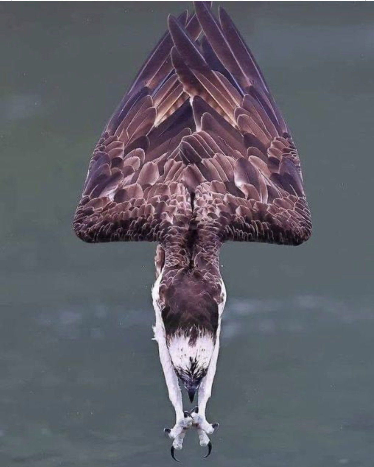 Osprey diving headfirst into water, wings spread wide, brown and white feathers.