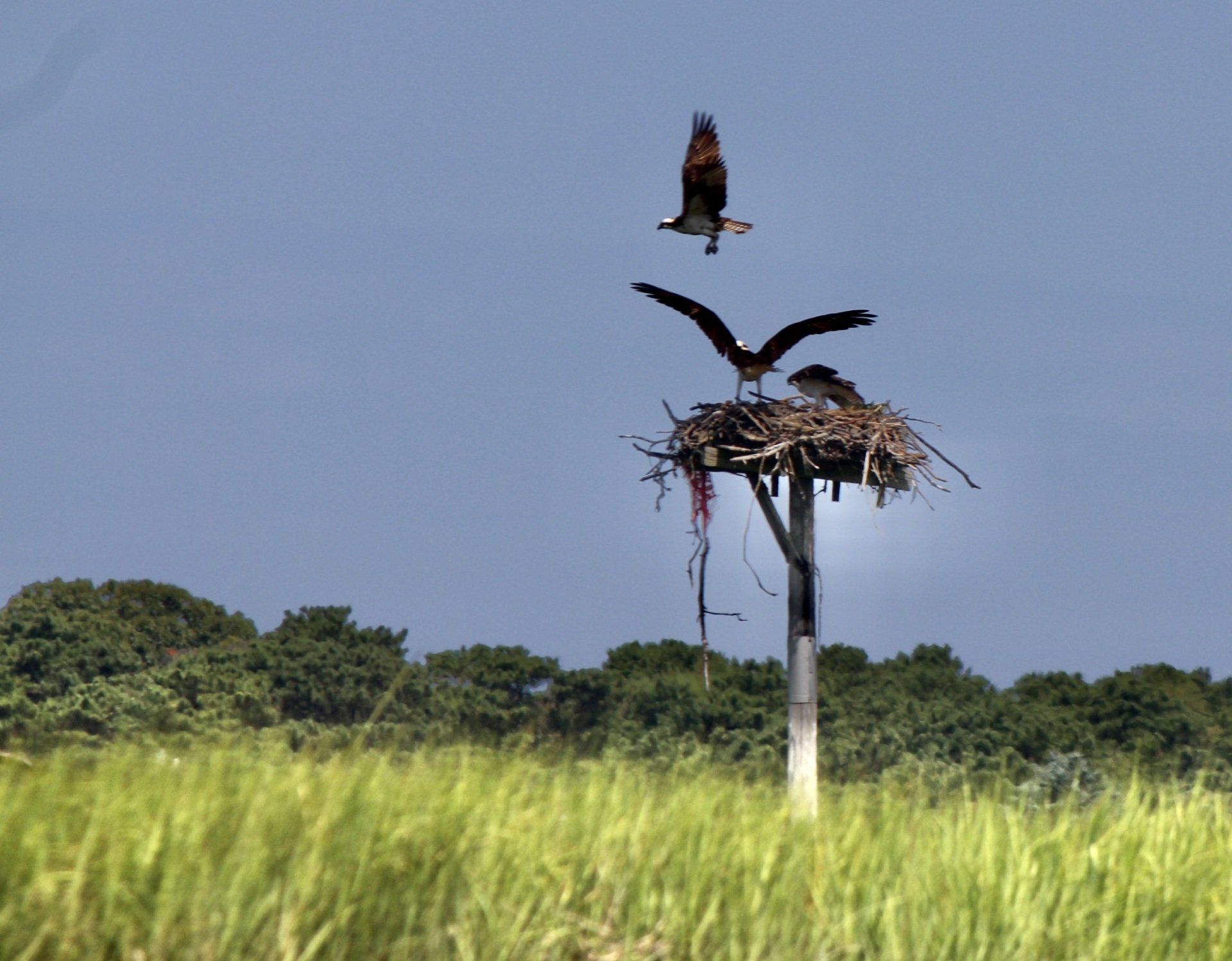 Ospreys near their nest on a pole over tall grass, one landing, two in the nest, blue sky.
