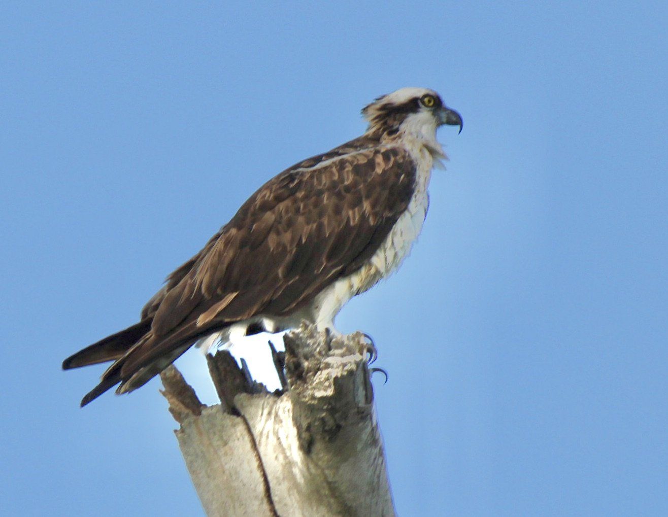 The International Osprey Foundation | Sanibel, FL | Non-Profit