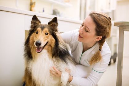 Boarding — Healthy Dog with Vet  in Azusa, CA