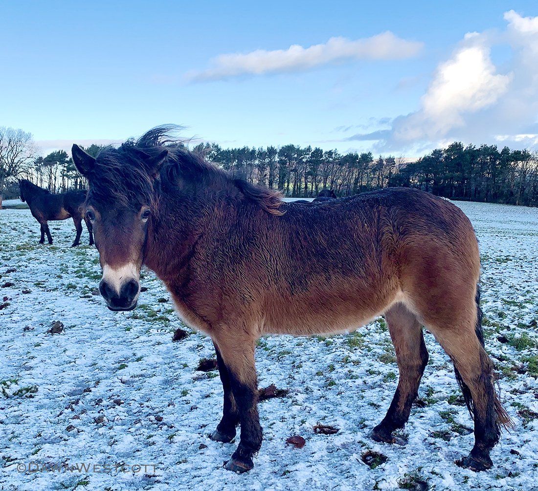 exmoor ponies in the snow