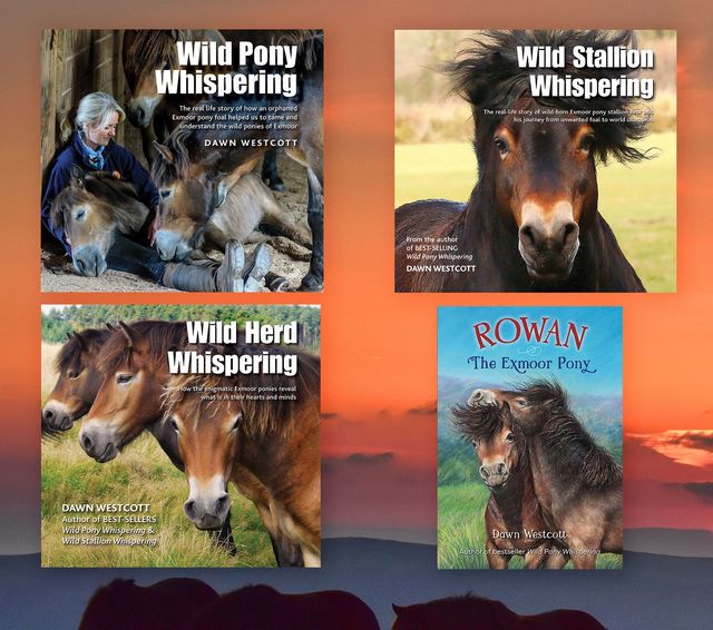 How to Purchase Wild Pony Whispering