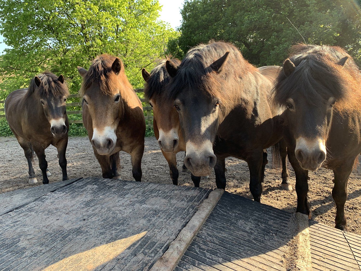 national park experiences exmoor pony experience