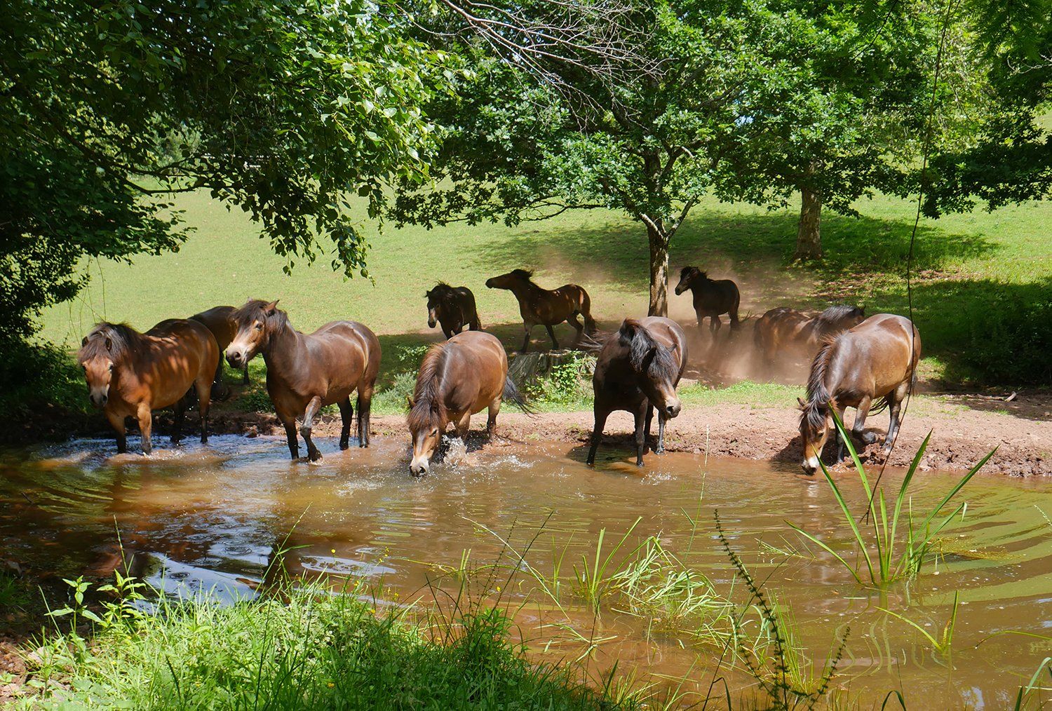national park experiences exmoor pony experience