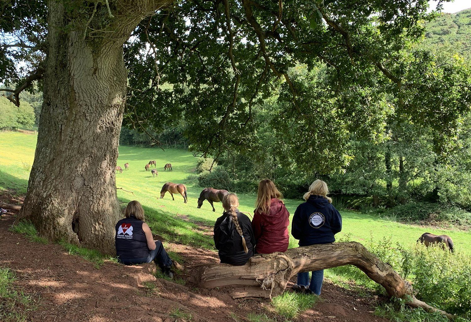 national park experiences exmoor pony experience