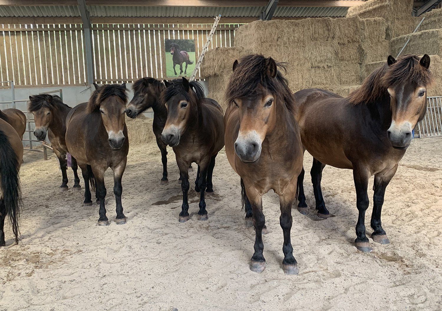 national park experiences exmoor pony experience