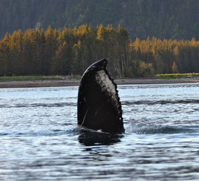 Homer Alaska Fishing Charter, Alaska Safari Unlimited, Captain Paul Brand