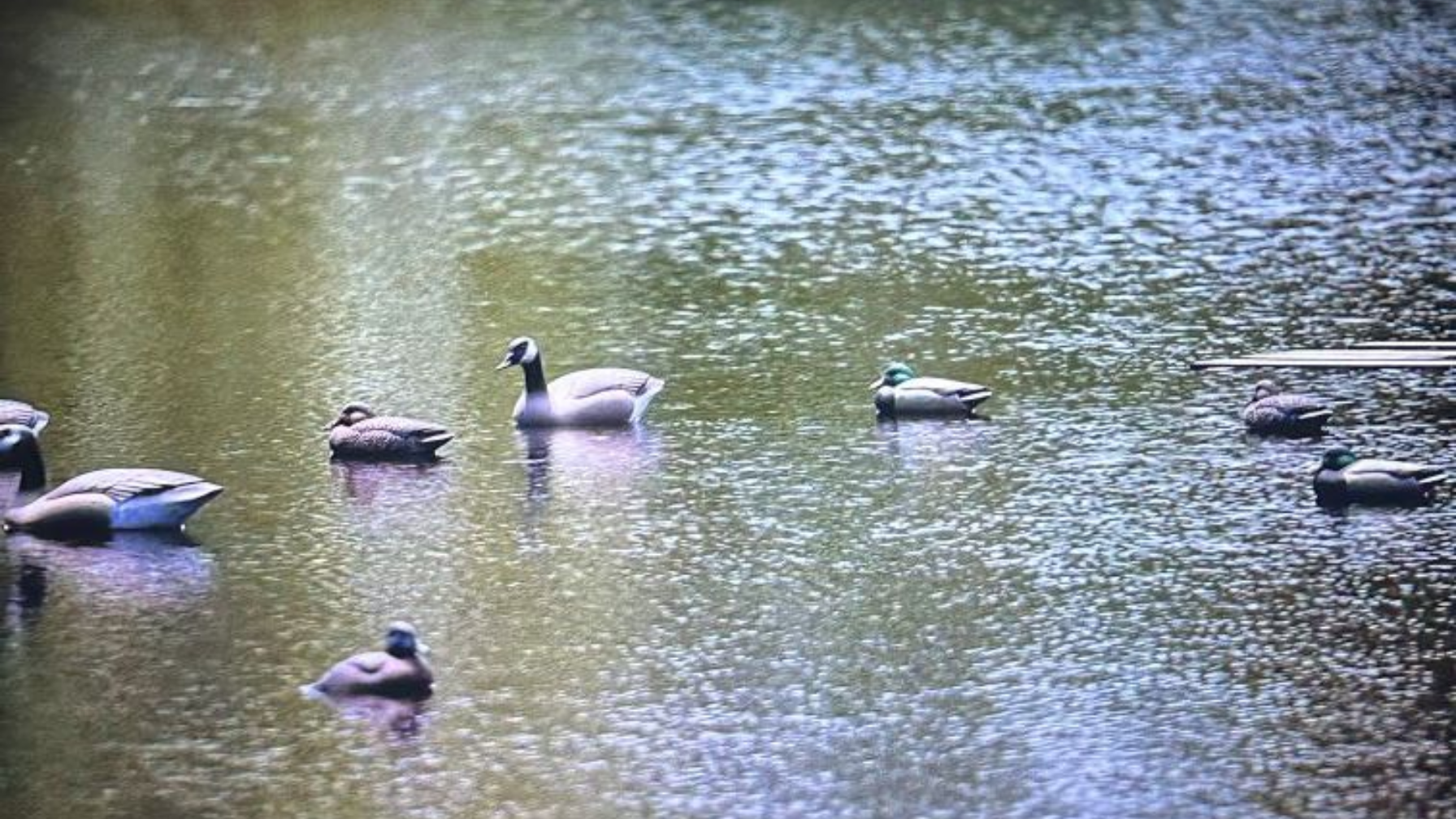 Three ducks flying low over a blue lake beside a forested shore