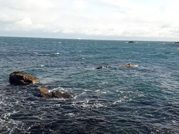 Mae grŵp o ddolffiniaid yn nofio yn y môr ger traeth creigiog.