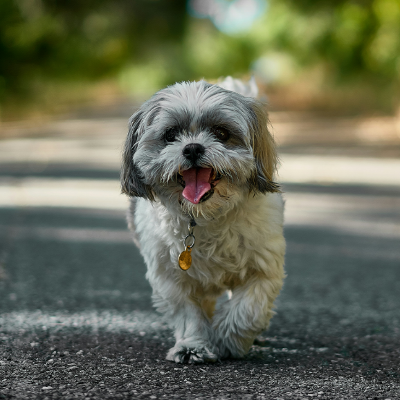 A small white dog is walking down the street with its tongue out.