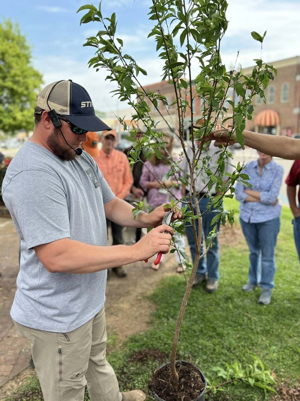 Man pruning a tree with others observing in an outdoor setting.