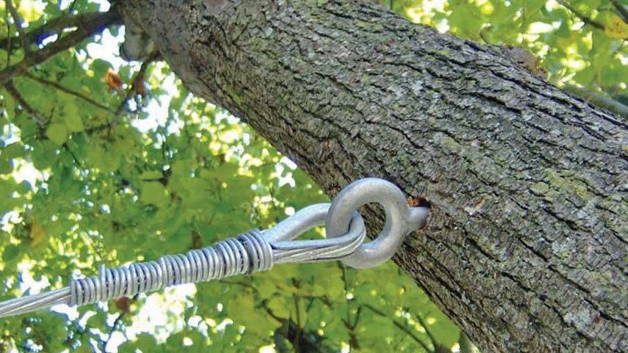 A metal loop is screwed into a tree trunk. A cable is attached, with green leaves in the background.