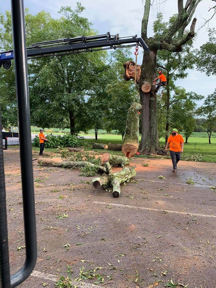 Tree removal crew using a crane and chainsaw to cut large tree limbs. Workers in orange vests in a parking area.