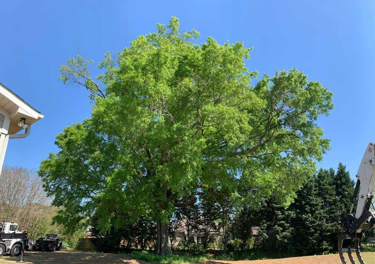Large tree with bright green leaves against a blue sky, near a house and other trees.