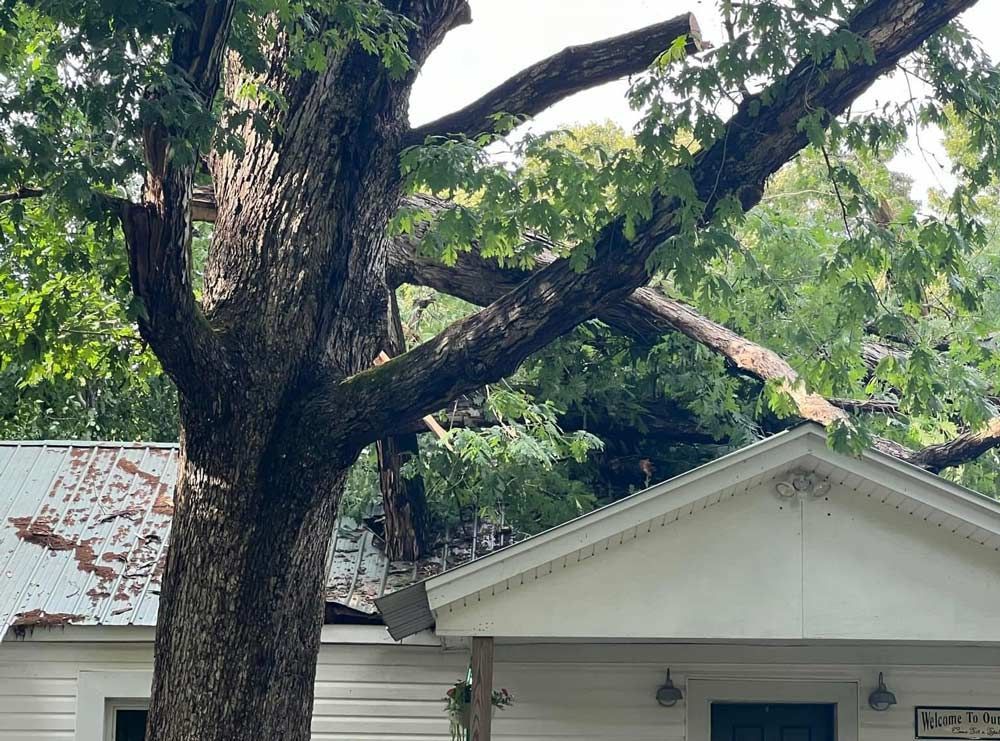 Tree branches over a house with damaged roof.
