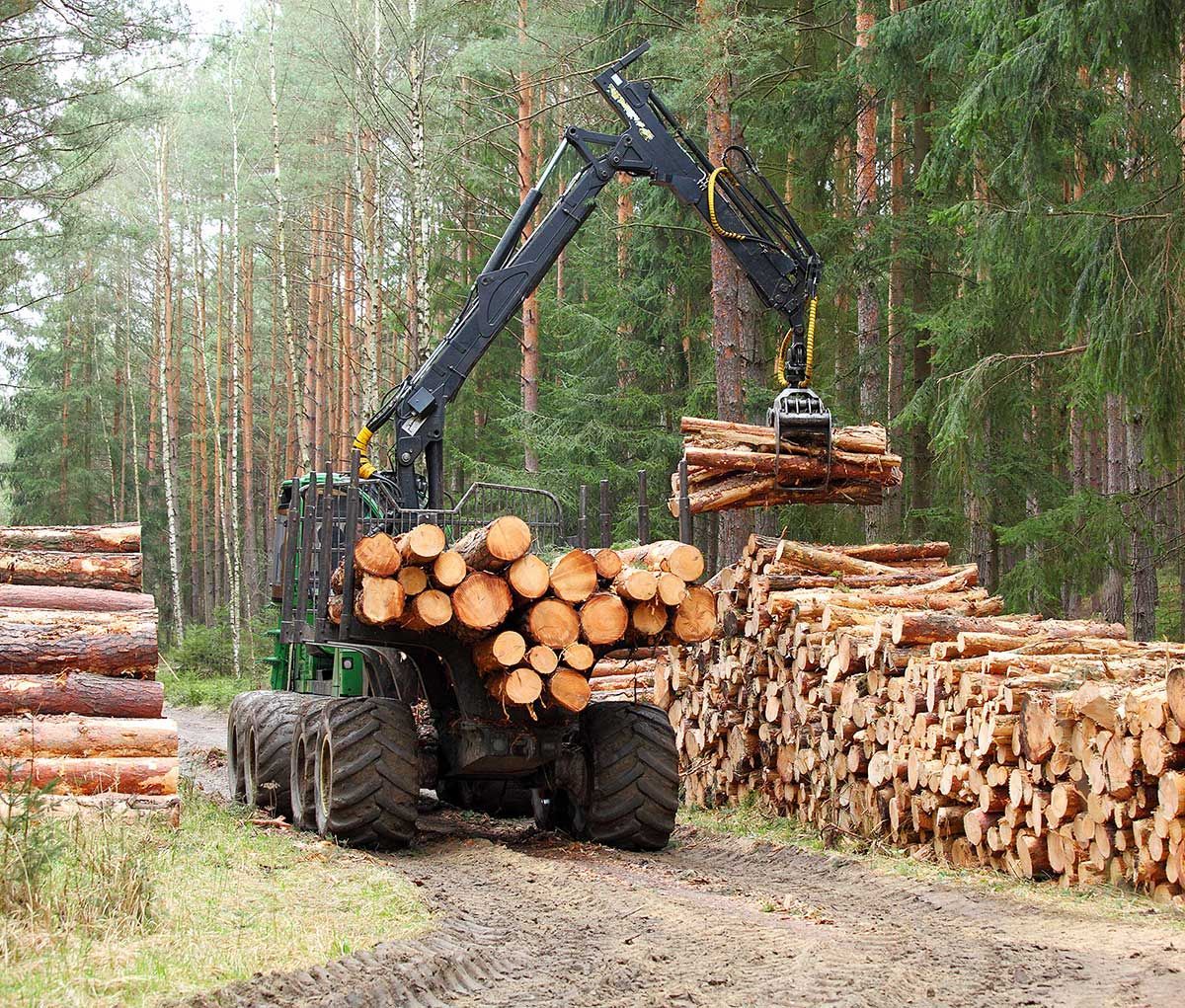 Forestry machine loading logs onto a pile in a forest setting.
