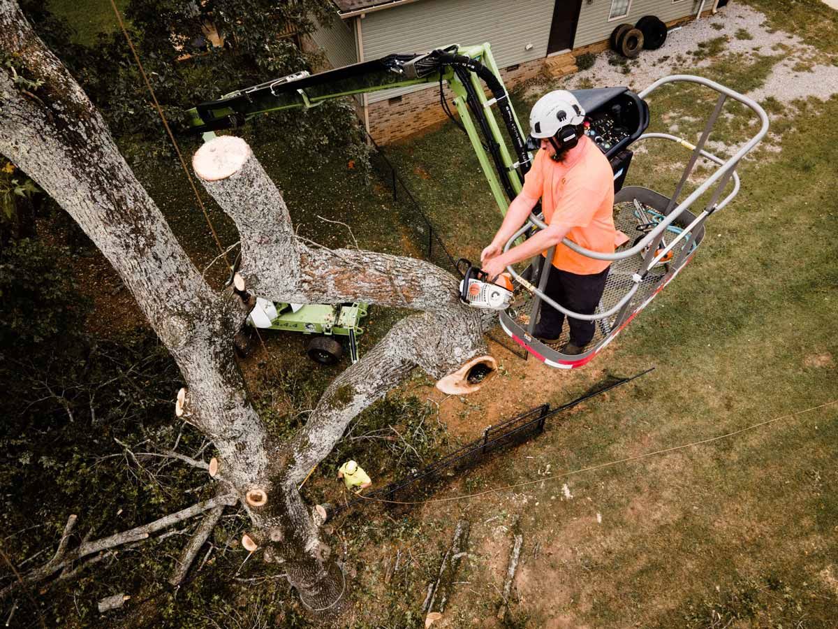 Man using a chainsaw to trim a tree from a lift basket. Green machinery, orange shirt, and safety helmet.