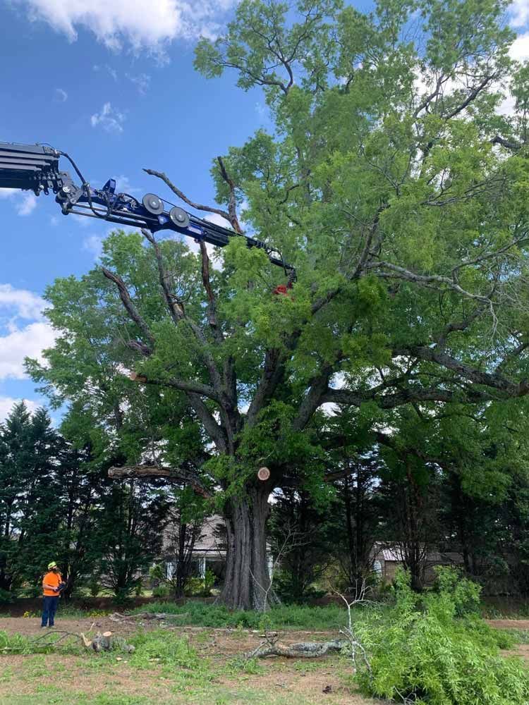 A tree being trimmed by a crane. A worker in orange vest watches. Green foliage and blue sky.