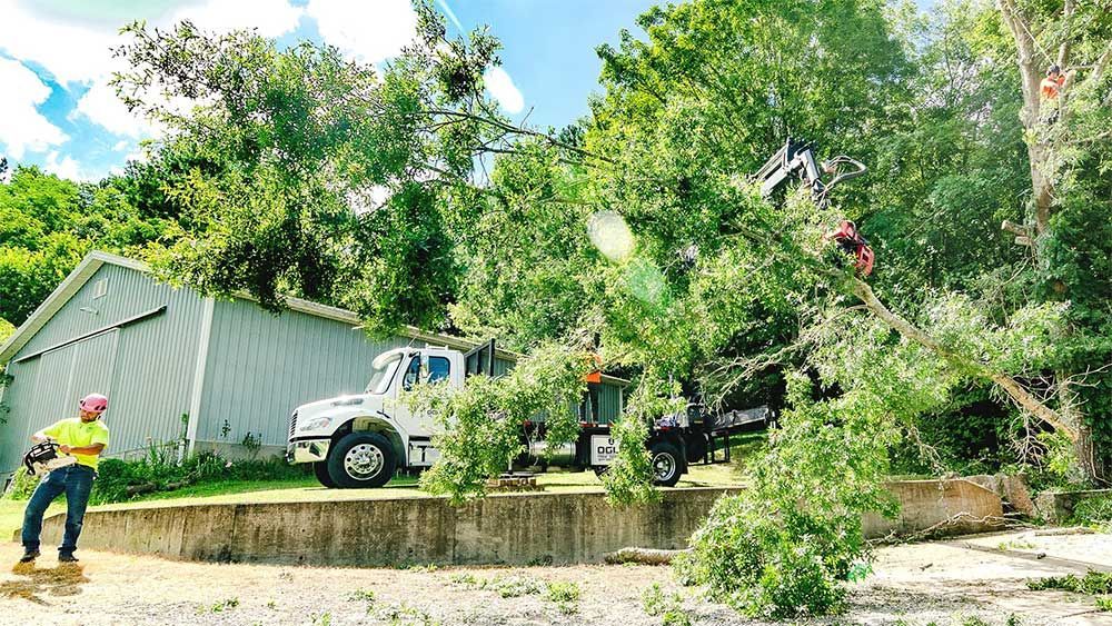 Tree removal: Truck with a lift is cutting down large tree branches. Man in yellow shirt stands near a building.